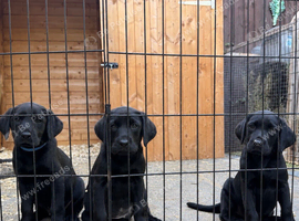 Labrador puppies