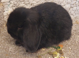 CUTE Baby Minilop Black Doe