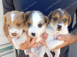Jack Russell puppies for sale