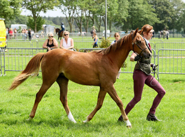 Yearling Filly