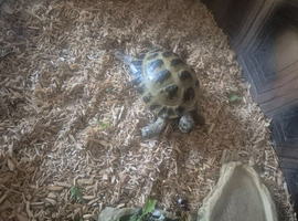 Horsefield tortsie