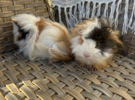 2 pretty long haired female guinea pigs.