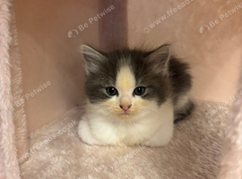 Ragdoll x