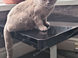 Pure British Shorthair Kitten.
