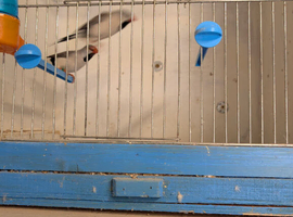 Heck grassfinches