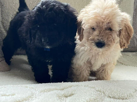 Cockapoo puppies
