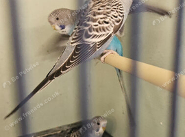 Split to Blackface Budgies