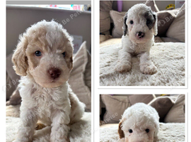 Stunning Cavapoo pups