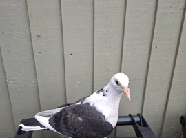2 young racing pigeons