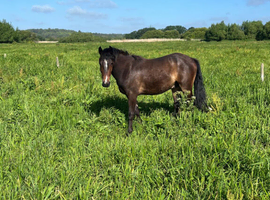 Registered NF geldings