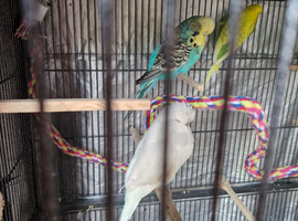 Budgies for sale