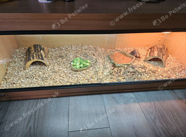 Beautiful young tortoise and set up