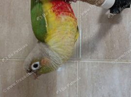 Gorgeous little pineapple greencheek conure