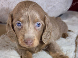 Well Socialised Miniature Dachshund Puppies Available Now