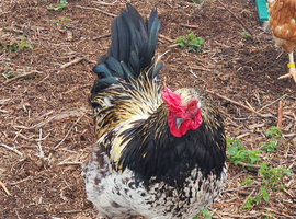 Isa brown Cross hatching eggs