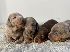 Miniature Dachshund