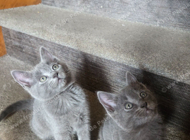 Kitten