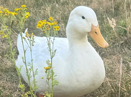 Fertile Pekin duck eggs