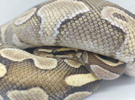 Adult Male Royal Python - possibly pastel