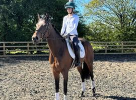 Attractive Tb Filly