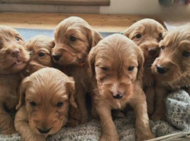 Beautiful F1b cockapoo Puppies