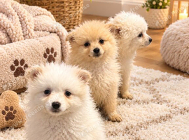 Pomeranian puppies