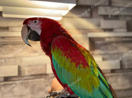 Beautiful handreared super tame Macaw