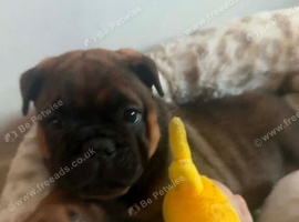 Chow chow x English bulldog