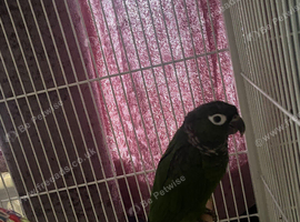 Crimson conure with dna