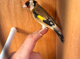 Proven pair gouldfinches