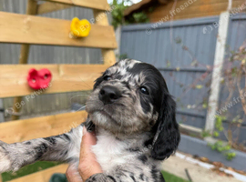 Cockapoo puppies