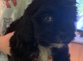 King Charles puppy