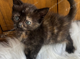 FLUFFY CALICO FEMALE KITTENS TO RESERVE