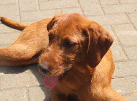 3/4 BRED WIREHAIRED HUNGARIAN VIZSLAS ..
