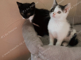 Two girl kittens