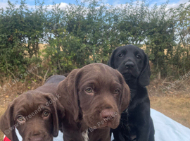 ️Beautiful litter of Spanador Puppies.