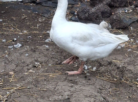 Female goose wanted