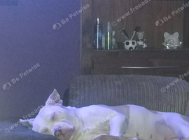 2yo American bulldog