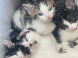 6 beautiful kittens