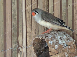 Zebra finches