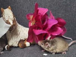 Friendly fancy female mice