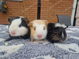 3 baby boars available !