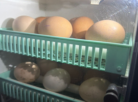 Hybrid chicks ( olive eggers )