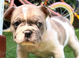 French buldog puppys