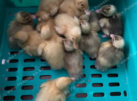 Indian runner ducklings