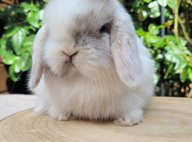 Mini lop bunnies