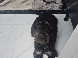 Male cockapoo