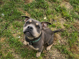 Pocket bully male