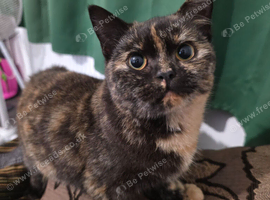 Female tortoiseshell british shorthair