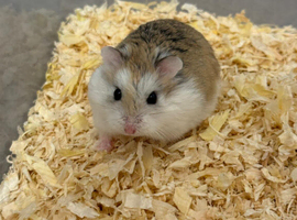 Roborovski hamsters for sale